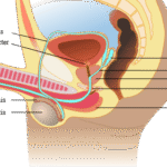 How to use breath control to fix Quick ejaculations or premature ejaculation.